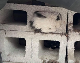 流浪小貓被困煤坑，貓媽向網友求助，結局太暖了