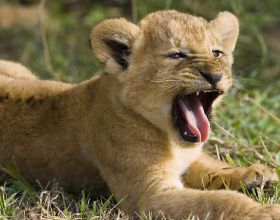 小獅子的媽媽外出捕獵了，它的阿姨並不願意照顧它，看著就很可憐