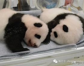 旅日雙胞胎大熊貓名字定了：“曉曉”和“蕾蕾”