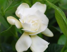 春天到了，花開了