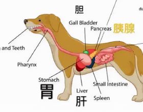 LPL的AD實力等級，Uzi被評能力有限，阿水靈魂王牌，iBoy太慘