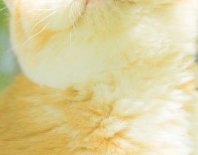 正月十五的月亮“十七圓”,7年後還會如此