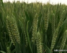 要想小麥不減產，推薦種植這幾個品種，高抗小麥條鏽病穩產又高產