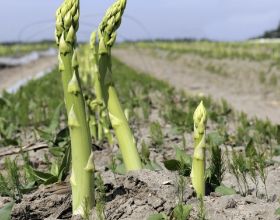 蘆筍的生長環境以及種植和管理方法，掌握這幾點蘆筍高產不是夢