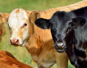 牛價丨育肥牛價格怎麼樣了？全國牛價彙總在這裡