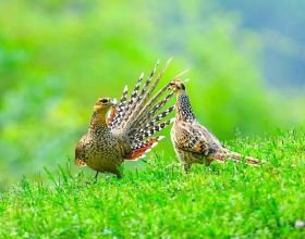 全麻插管手術後，為什麼會咽乾喉痛？