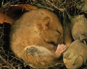冬眠：一夢生死間？動物的終極生存奧義，冬眠和睡覺有何本質區別