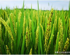 水稻穎殼變褐，可能是多種腐生菌複合侵染引起