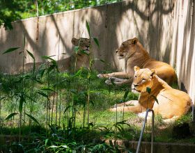 華盛頓動物園“共9只獅子、老虎”確診新冠！打噴嚏又嗜睡