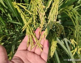 今年種水稻又是一個豐收年，但可能出現豐產不增收問題