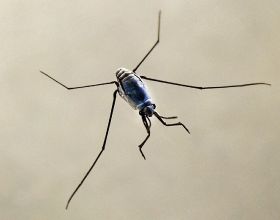 在時空中旅行的昆蟲：生命力堪比水熊蟲的蚊子