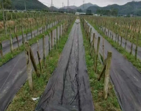 當代名老中醫脾胃病常用方劑（二）