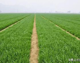 改變小麥種植 的一些習慣做法，是小麥再高產的重要舉措