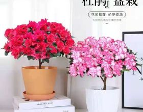 龍珠彩色漫畫第498話