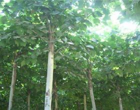 世界林木輪伐期最短的新品種——三倍體毛白楊