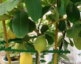 家裡養盆檸檬樹，四季都結果，滿屋子香味，開花勝過香水
