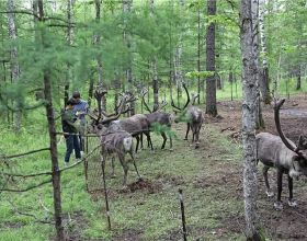 中國最後一支馴鹿部落：放養馴鹿為生，向遊客展示馴鹿部落遷徙史