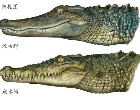 如何分辨鱷魚的種類？