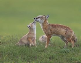 內蒙古草原發現一種“長腿”狐狸，自己不建房，喜歡霸佔他人洞穴