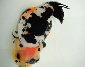 金魚品種蘭壽魚的飼養與繁殖探析
