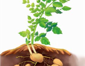 冬季種植土豆，怎麼做才能高產