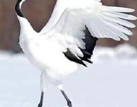 留學生家長出國探親必備英語（一）