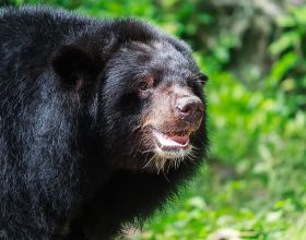 翼王石達開兵敗大渡河，將漂亮劉王娘與幼子託付一大將，結局如何
