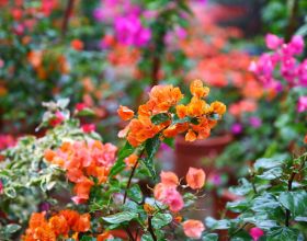 關注 &vert; 一汽豐田新能源專案進展曝光：賽那姊妹車、bZ4X年內將國產