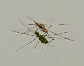 長得像蚊子，經常會在水面“溜冰”，被稱賣香油的，它是什麼蟲？