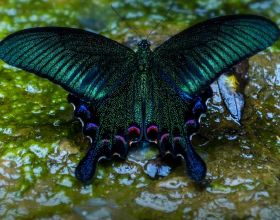「雲南生物多樣性數字化百科圖譜」節肢動物•碧鳳蝶：從小美到大是種什麼體驗？我知道