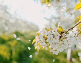 看完他家，才知道什麼叫頤養天年的完美家園，復古不老氣，超美
