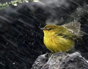 雨中動物的精彩瞬間，真的非常可愛