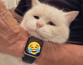 日本17歲高齡的貓咪剪指甲時委屈兮兮，感覺下一秒就要哭出來了