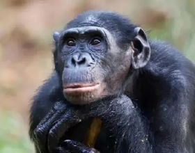 1931年，一隻黑猩猩與人類小孩一起養大，這隻猩猩會變成“人”嗎