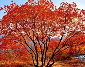 這5種會“變色”的樹，最適合打造庭院秋景