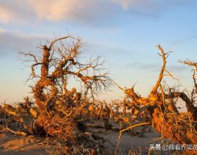額濟納怪樹林，大漠勇士胡楊林的讚歌，罕見的世界自然奇觀