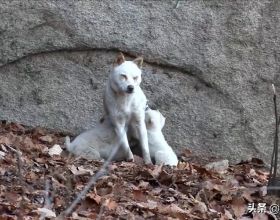 深山裡的狗媽媽，靠施捨艱難度日，為了生存它把小狗送給好心人
