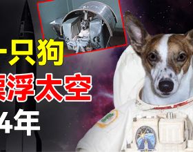 1957一隻狗被人類送入太空，流浪太空的英雄狗，現在變成什麼樣？