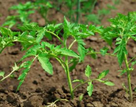 西紅柿定植後，生根壯苗用什麼肥？