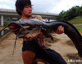 廣東男子釣獲十幾條鯰魚，以為是“塘鯴”隨手扔掉！網友：虧大了