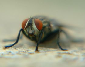 《寶可夢》來源與生態：都說毛球是隻蒼蠅，其實它真是飛蛾？