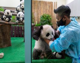 馬來西亞出生的第三隻大熊貓寶寶首次公開亮相