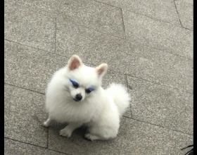 一隻狗畫上了雙眼皮，多少有點嫵媚了呢，原來白皮紫色這麼好看
