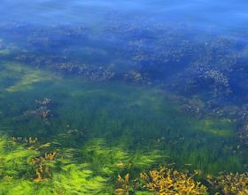 一種藻類合成碳氫化合物能力與石油相當