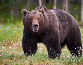 如果在野外遭遇灰熊，如何才能逃生？爬樹或裝死真的可行麼？