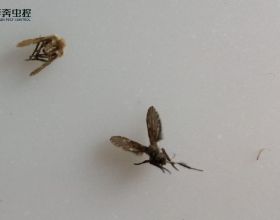 有一種痛，叫口腔潰瘍！醫生提醒：牢記這幾招，促進口腔潰瘍癒合