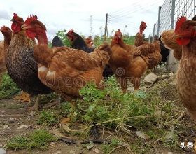 怒火一刀&mdash;&mdash;boss攻略，讓你每天上線不再無事可做