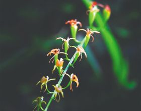 海南週刊 | 太美了！海南熱帶雨林裡藏著這些姿態素雅的蘭花……