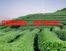 茶產業迴圈促進茶食品研發
