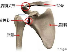 新華全媒+丨超萌“滾滾”拜年啦